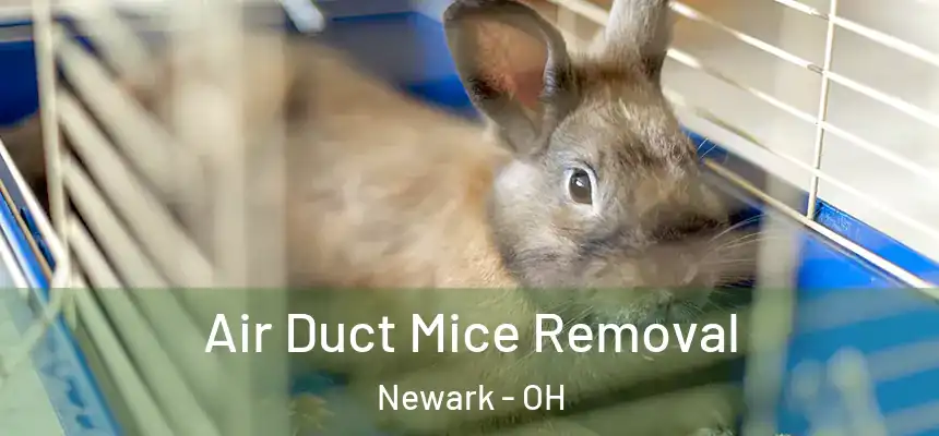  Air Duct Mice Removal Newark - OH